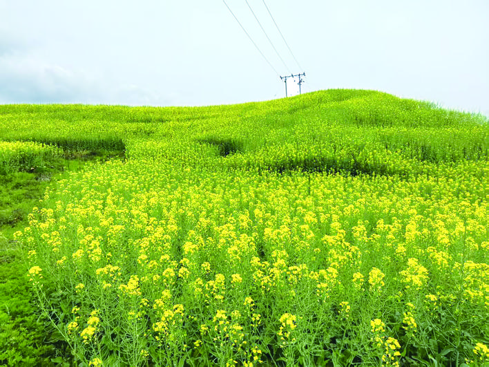 黄龙村的美丽嬗变